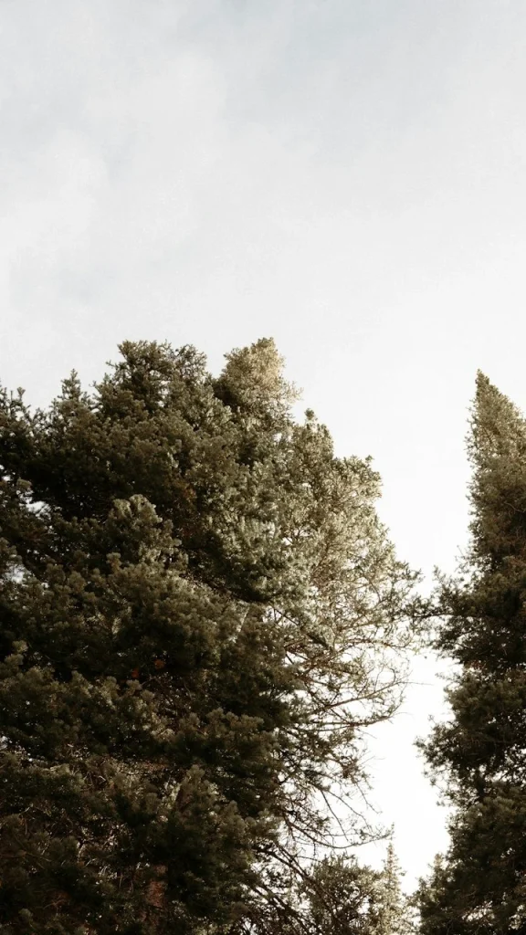 Conteúdo Evergreen: Guia Para Criar Textos Que Nunca Saem de Moda ⎯ Foto: Andres Molina/Unsplash
