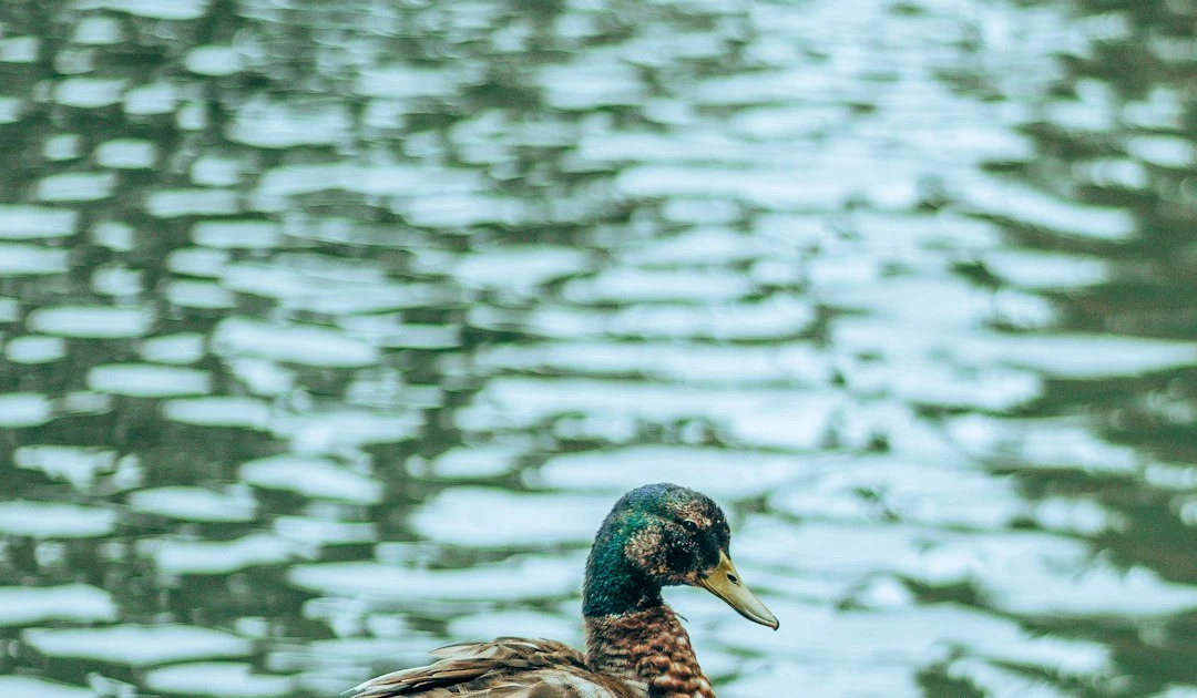 ⎯ Foto: Harry Hundal/Unsplash